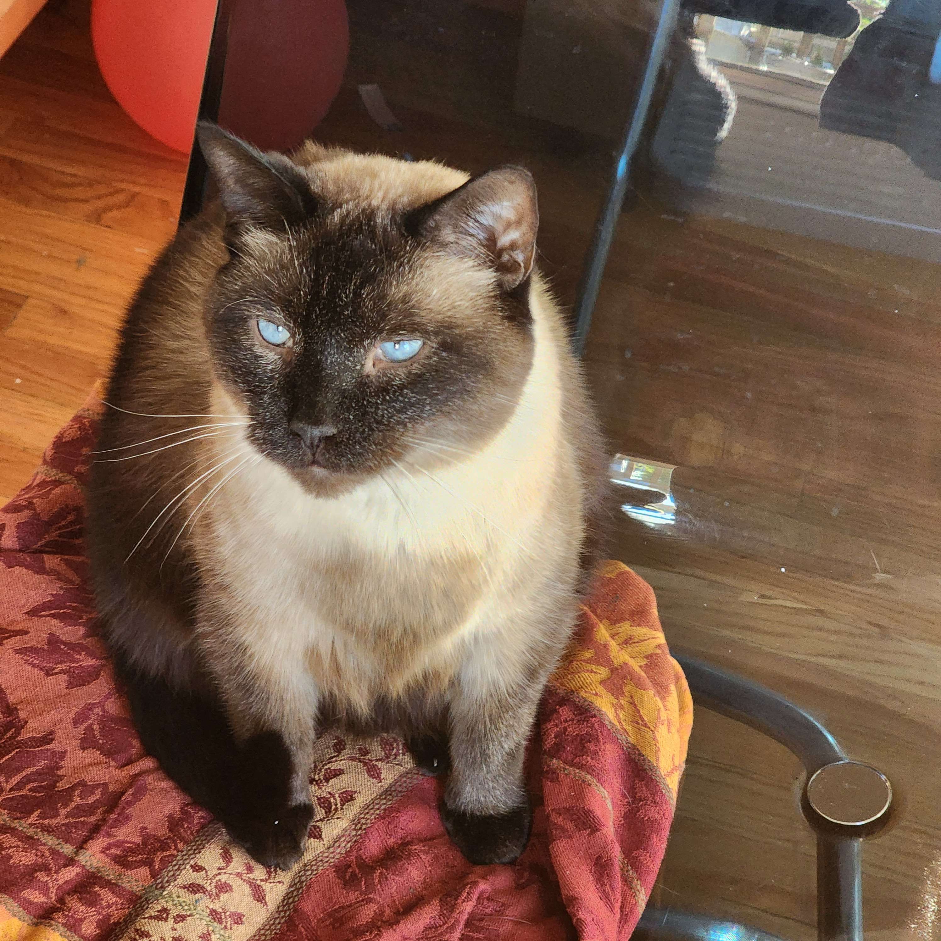 gus sittin